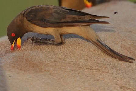 birding south africa