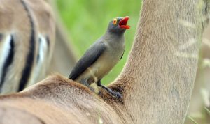 oxpecker-2