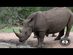 hluhluwe game reserve accommodation
