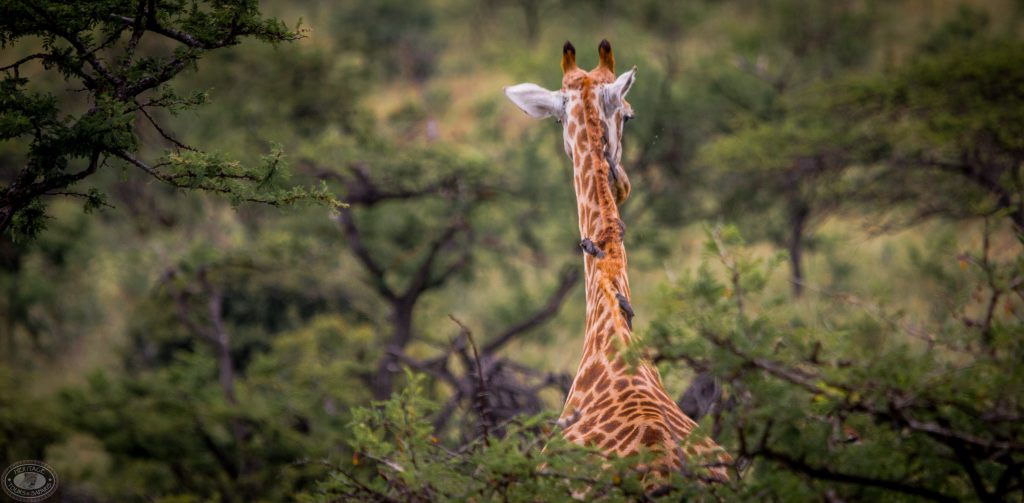 Half Day Hluhluwe Umfolozi Game Reserve Safari