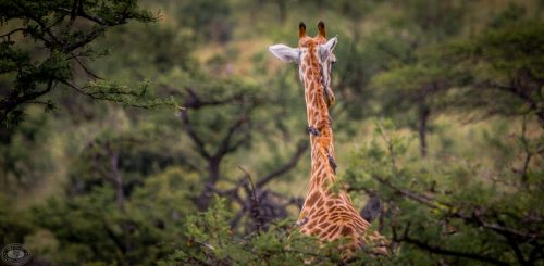 Half Day Hluhluwe Umfolozi Game Reserve Safari
