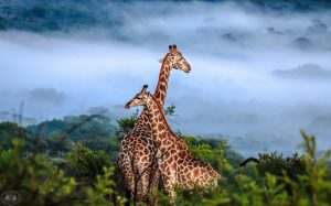 hluhluwe 3 night safari