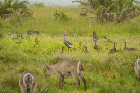3 night safari package hluhluwe