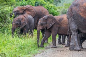 hluhluwe safari