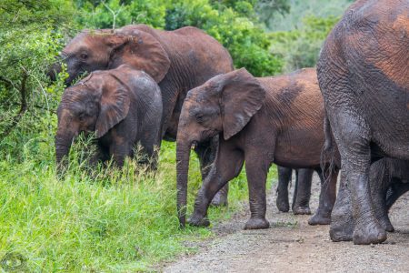 hluhluwe safari