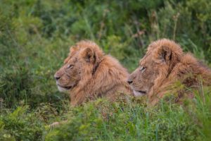 hluhluwe big 5 Lion safaris