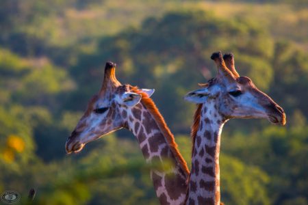 hluhluwe safaris