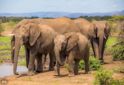 hluhluwe umfolozi day safari