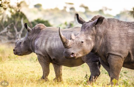 imfolozi big 5 day safari