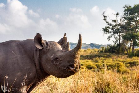 Big5 African Wildlife