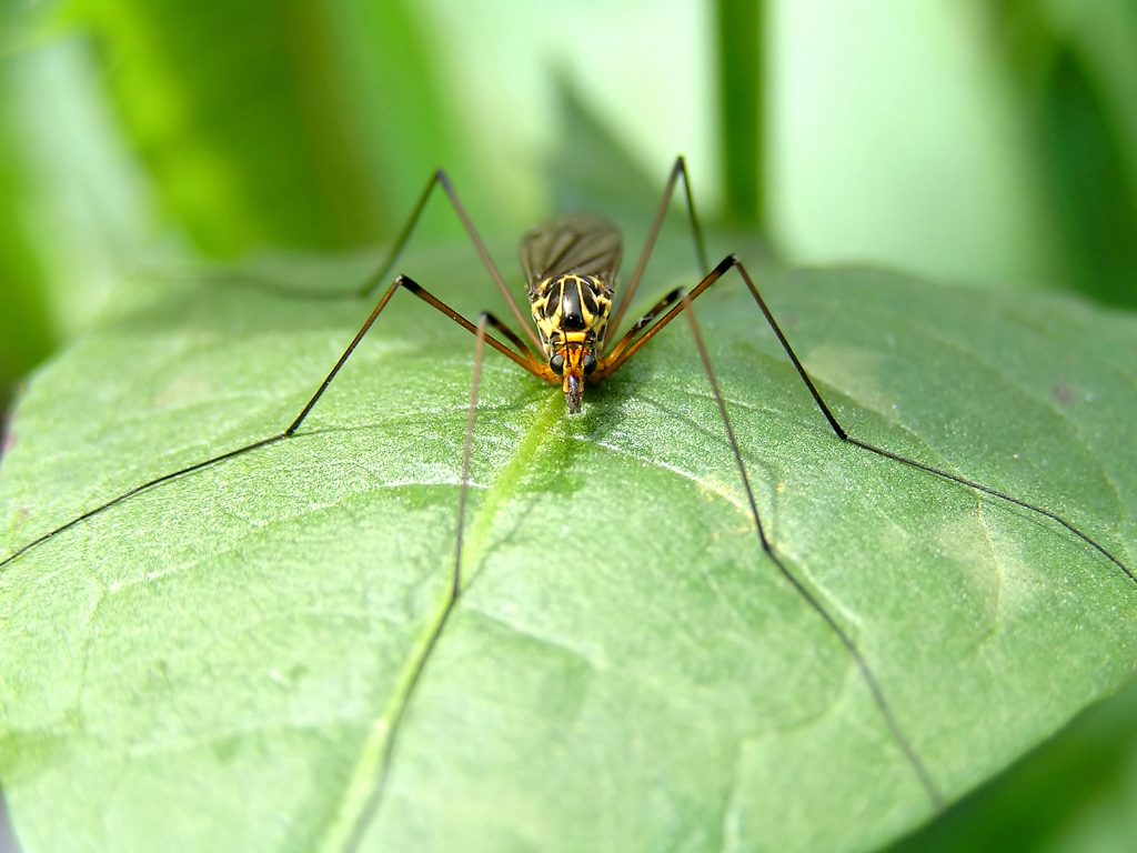 Is There Malaria In Hluhluwe