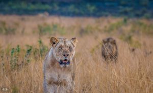 Big5 African Animals Lion