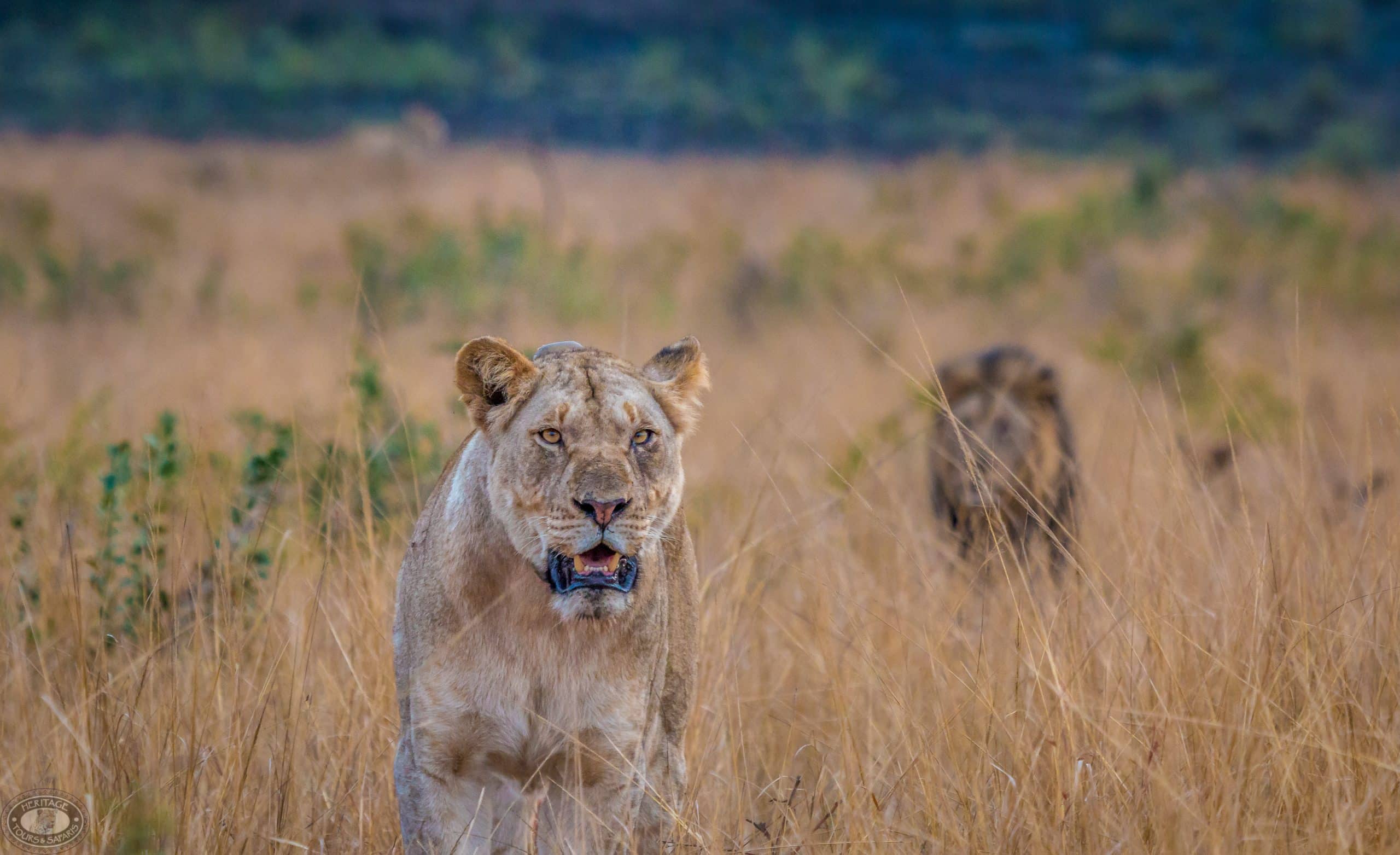 Big5 African Animals Lion