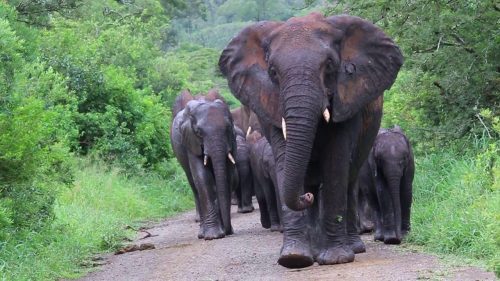 African Elephant In Hluhluwe iMfolozi Game Reserve