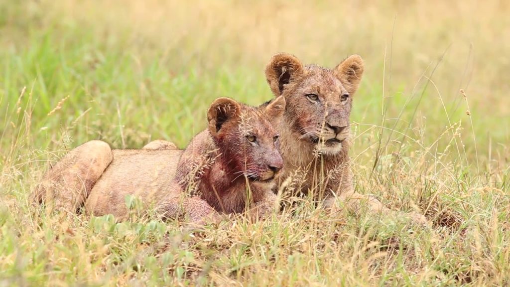 mpila camp info and bookings safaris