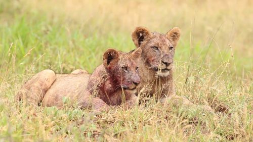 mpila camp info and bookings safaris