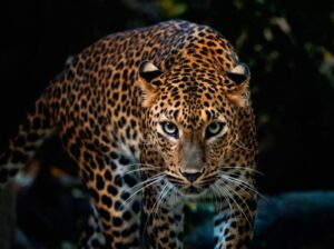 Big5 Leopard at Huluhluwe Park