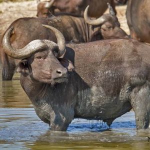 hluhluwe cape buffalo
