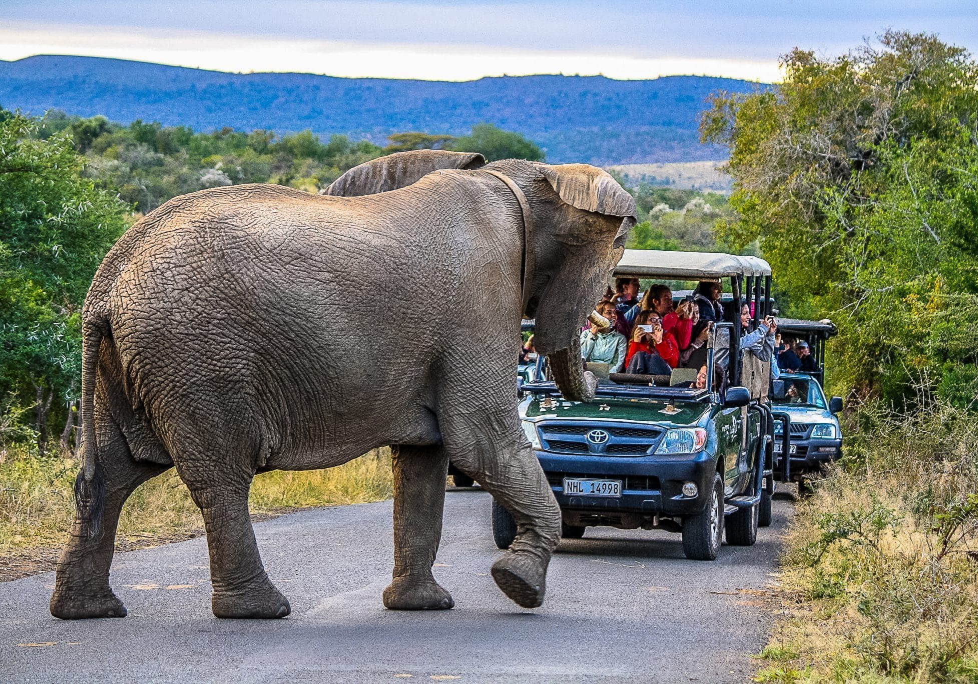 The African Elephant in Hluhluwe iMfolozi Game Reserve