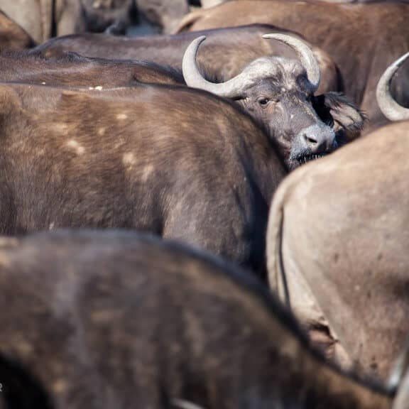 cape buffalo big 5