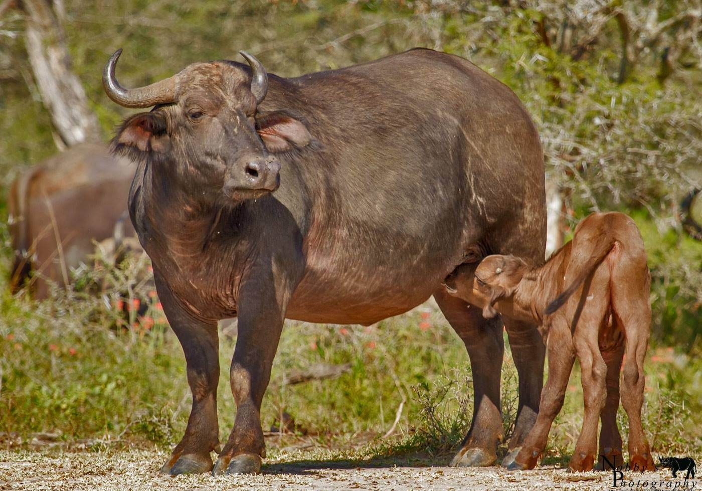 south african big 5 buffalo