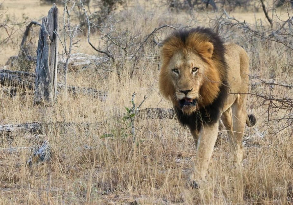 African Lion