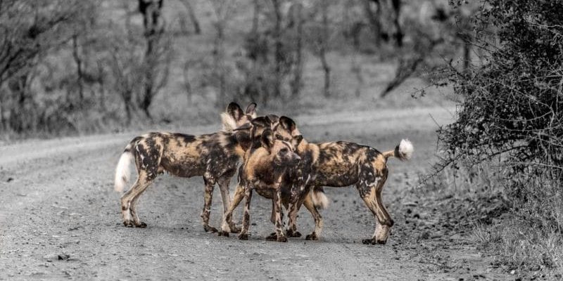 hluhluwe-imfolozi wild dogs