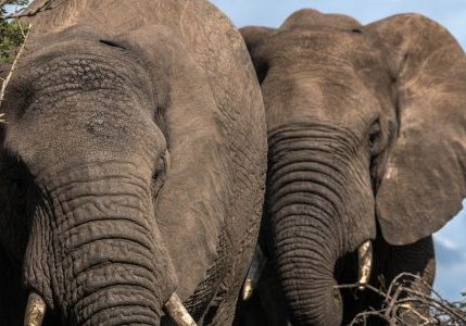 elliphant up close