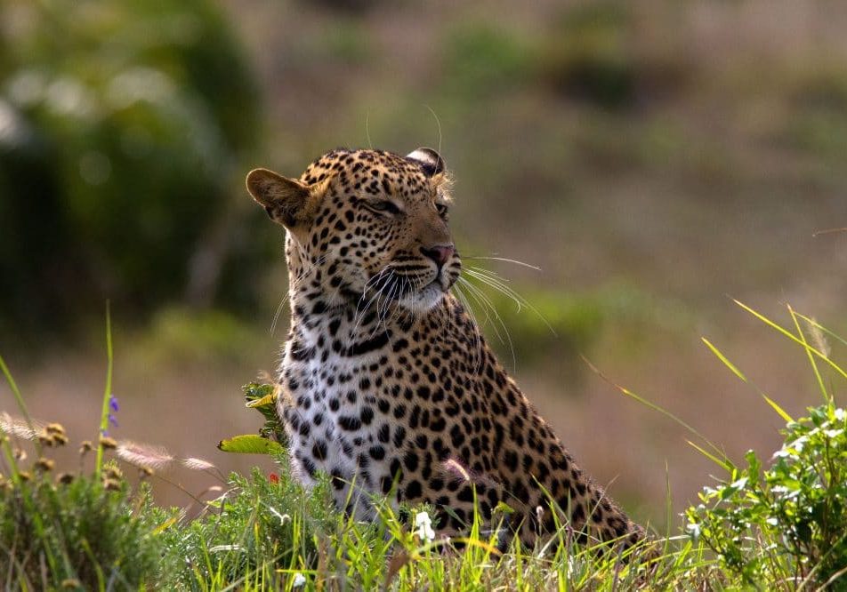 big 5 animals south africa