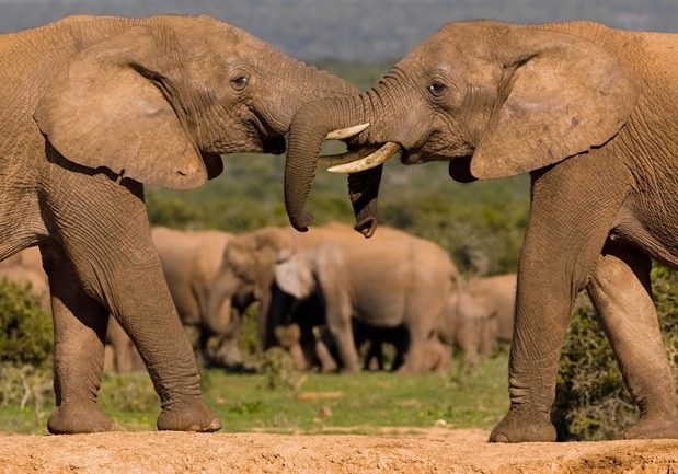 elephants-addo-park.jpg