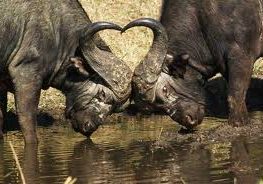 Big 5 cape buffalow