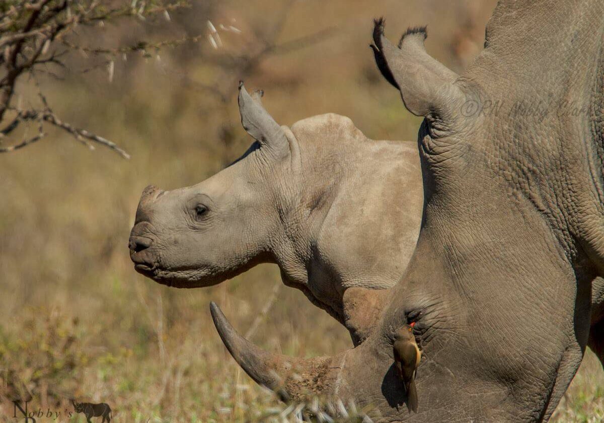 south africa black baby rhino