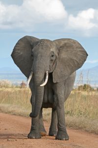 durban safaris