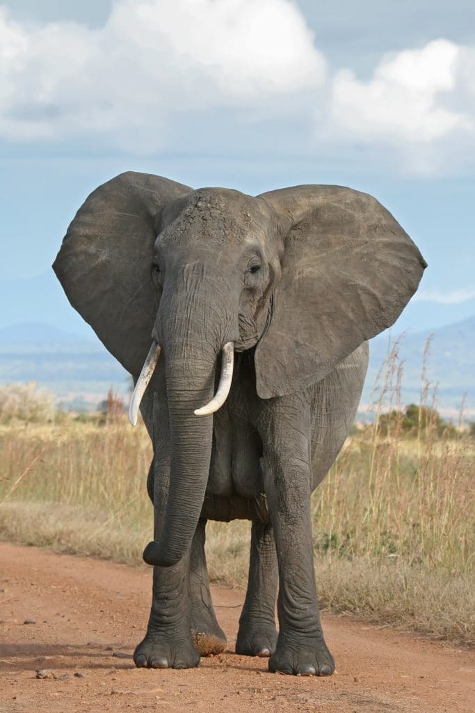 durban safaris